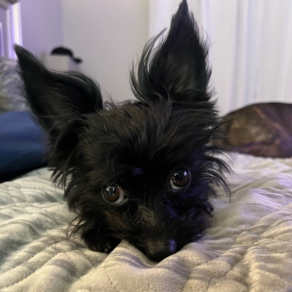 Please like to be notified of my live Posh Shows! - Picture 3 of 4